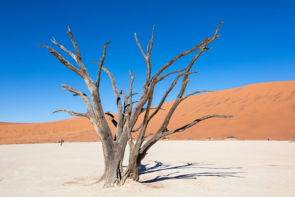 Dead camel thorn tree on the white clay of Deadvlei, in front of red dunes in Namibia's Namib-Naukluft Park