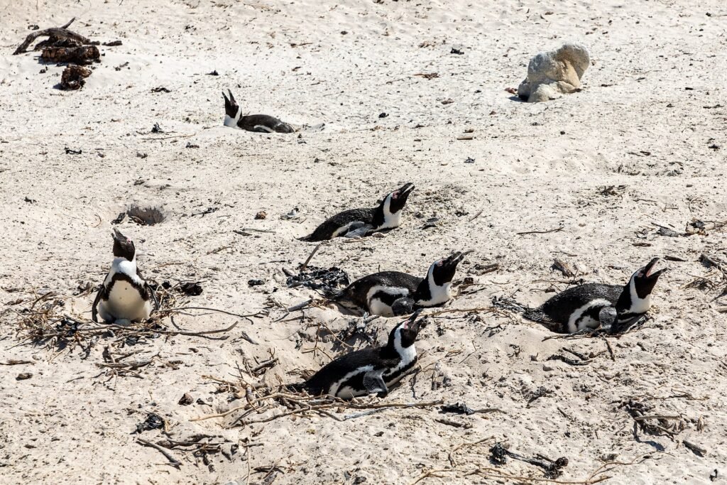 African penguins resting on the sand at the Boulders Beach colony in Simon's Town