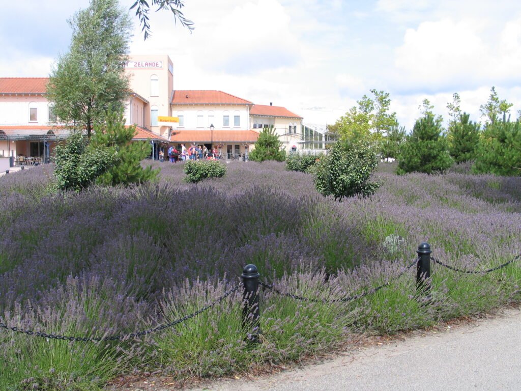 Le Market Dome du domaine Center Parcs Port Zélande aux Pays-Bas, bordé de lavande